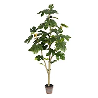 4ft. Potted Fig Tree