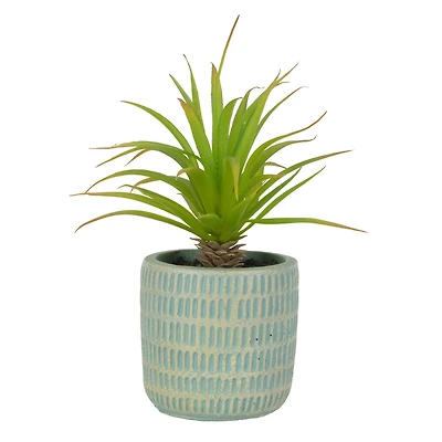 7.5" Aloe in Blue Pot by Ashland®