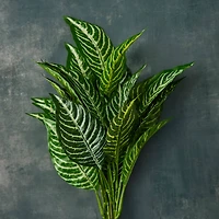 12 Pack: Green Zebra Bush by Ashland®