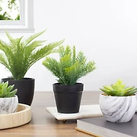 7.5" Green Chinese Yew Plant in Black Pot