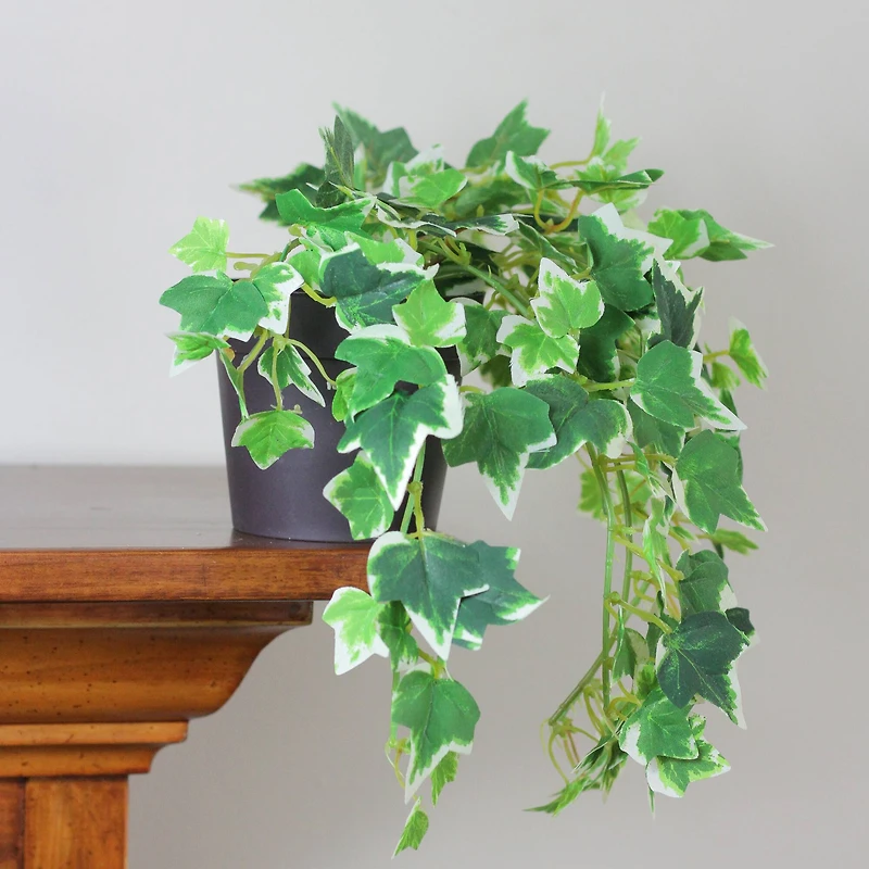 8" Spring Potted Mini Ivy Bush