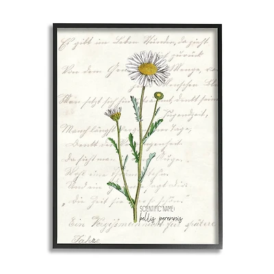 Stupell Industries Vintage Daisy Illustration Latin Script Study in Black Frame Wall Art