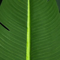 11ft. Artificial Travelers Palm Tree