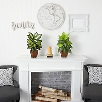 20.5" Assorted Dieffenbachia In Wood Vase, 2ct.