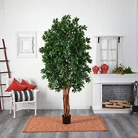 7.5ft. Potted Lychee Silk Tree