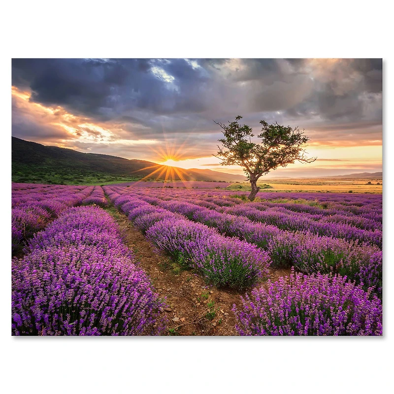 Designart - Sunrise & Dramatic Clouds Over Lavender Field VIII