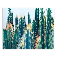 Cacti Garden 20" x 16" Canvas Wall Art