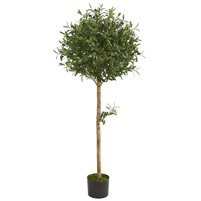 5ft. Potted Olive Topiary Tree