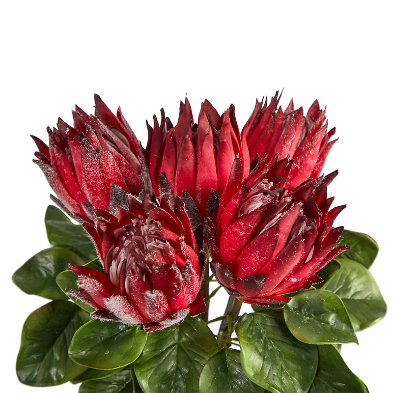 23" Red King Protea Arrangement in Glass Vase