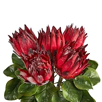 23" Red King Protea Arrangement in Glass Vase