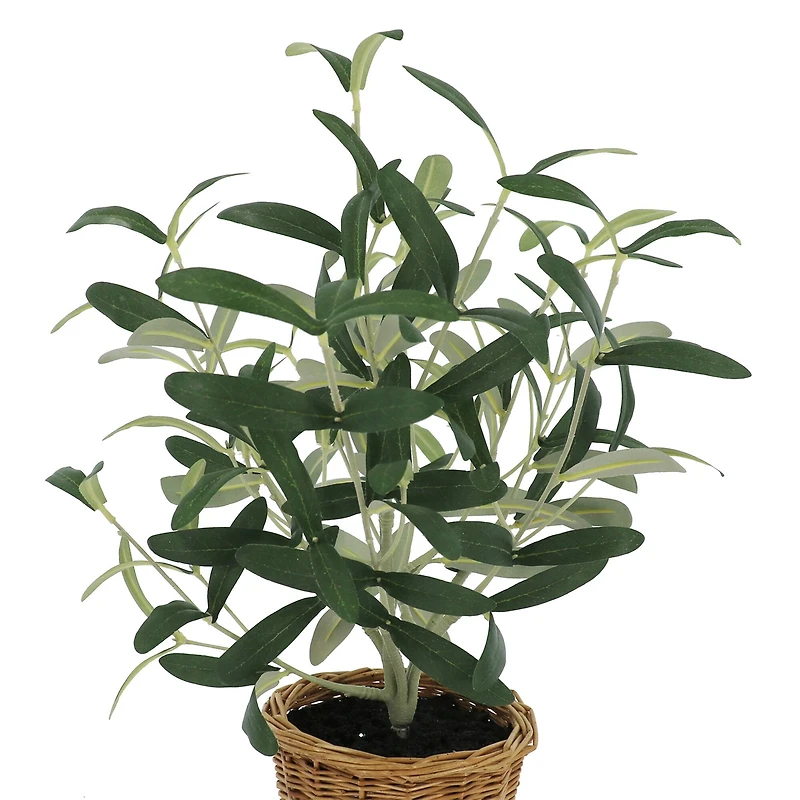 16" Olive Leaf Bush in Rattan Basket by Ashland®