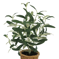 16" Olive Leaf Bush in Rattan Basket by Ashland®