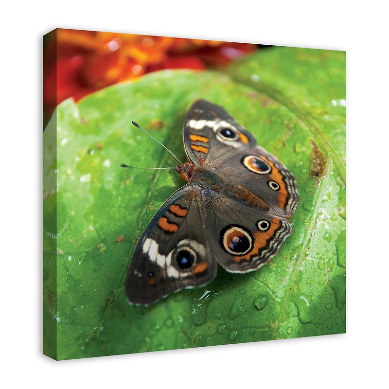 Butterfly On Leaf 24" x 24" Canvas Wall Art