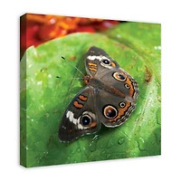 Butterfly On Leaf 24" x 24" Canvas Wall Art