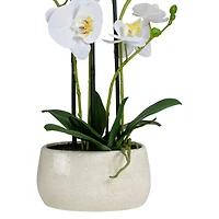 22" White Orchid Plant in White Oval Pot