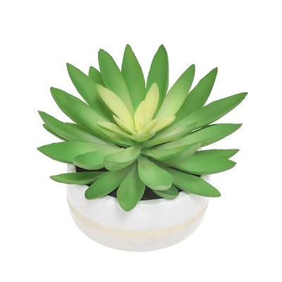 6.25" Succulent in White Ceramic Pot by Ashland®