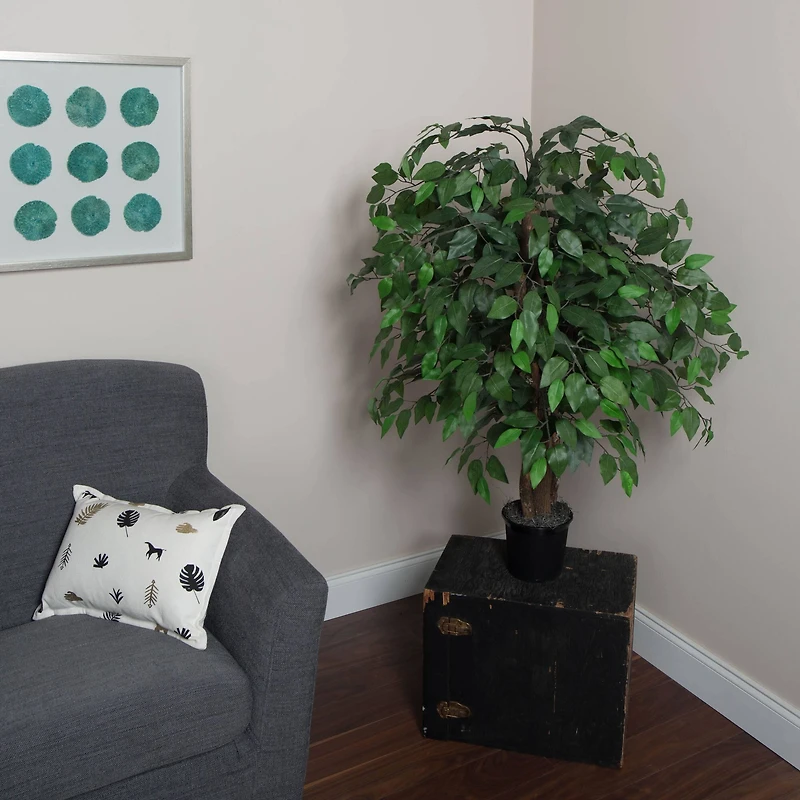 4ft. Potted Lush Green Ficus Bush