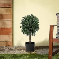 2ft. Boxwood Single Ball Topiary in Nursery Pot