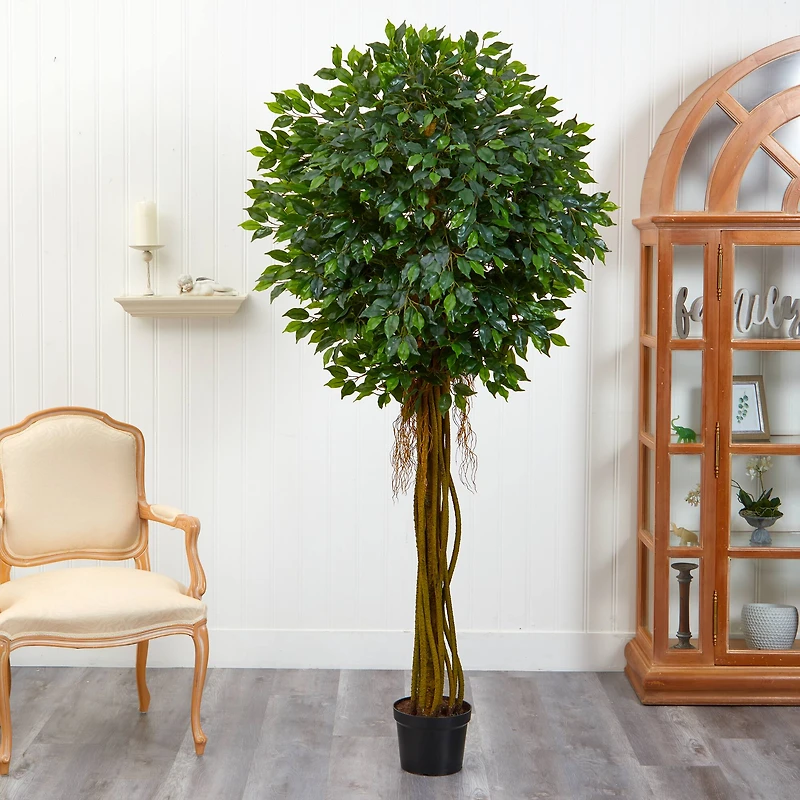 7.5ft. Potted UV Resistant Ficus Tree