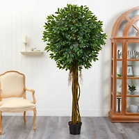 7.5ft. Potted UV Resistant Ficus Tree