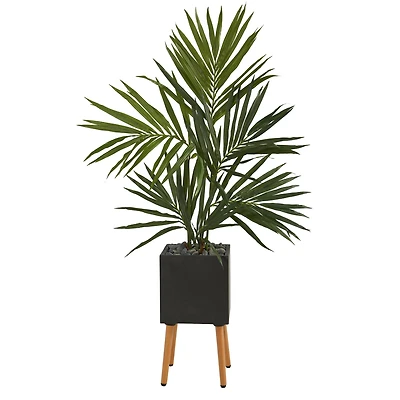 5.5ft. Kentia Palm Tree in Black Planter with Stand