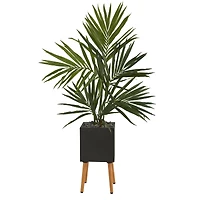 5.5ft. Kentia Palm Tree in Black Planter with Stand