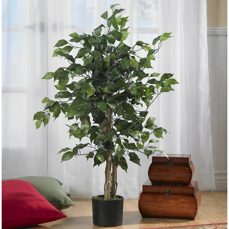 3ft. Potted Ficus Tree