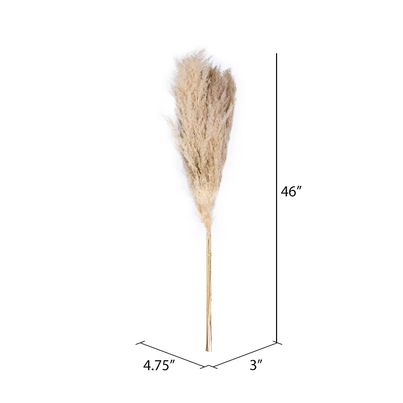 Dried Natural Pampas Grass, 6ct.