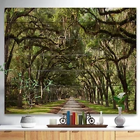 Designart - Live Oak Tunnel