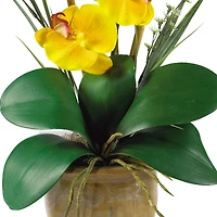 21'' Potted Yellow Moth Orchid Arrangement