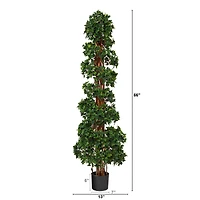 5.5ft. Potted English Ivy Spiral Topiary Tree