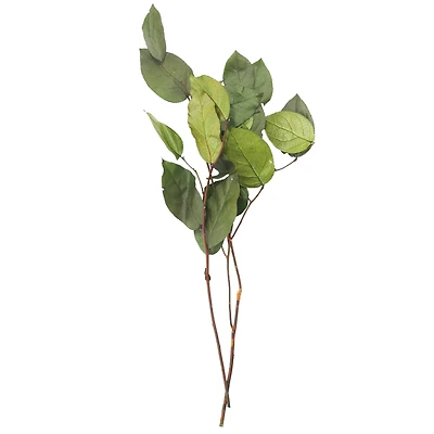 24" Basil Salal Foliage by Ashland®