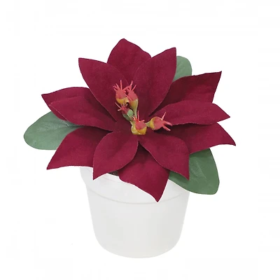 2.5" Premade Wine Velvet Poinsettia in White Terracotta Pot by Ashland®