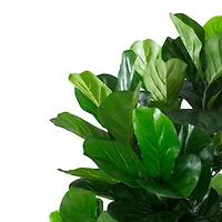 6ft. Dark Green Potted Fiddle Leaf Fig Tree