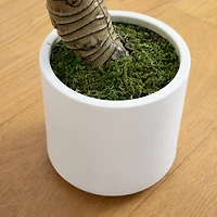 4.5ft. Arrowhead Philodendron in White Decorative Planter