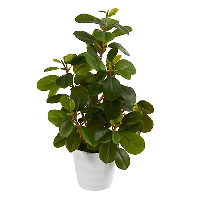 16" Peperomia Plant in Decorative Planter