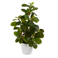 16" Peperomia Plant in Decorative Planter