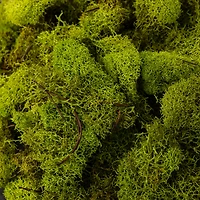 Ashland® Reindeer Moss
