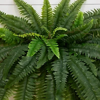 4ft. UV-Resistant Artificial Boston Ferns, 2ct.