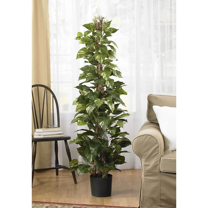 5ft. Potted Pothos Climbing Tree