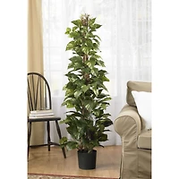 5ft. Potted Pothos Climbing Tree