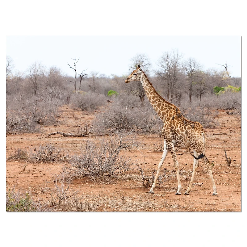 Designart - Giraffe Walking through African Forest