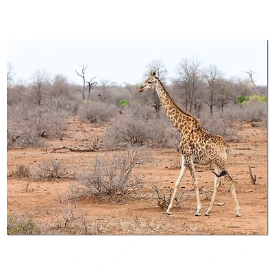 Designart - Giraffe Walking through African Forest