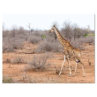 Designart - Giraffe Walking through African Forest