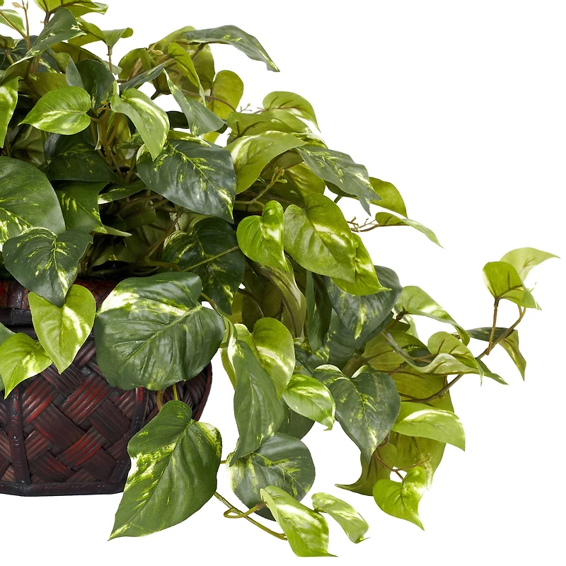 15" Potted Pothos Plant
