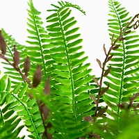 23in. UV Resistant Artificial Boston Fern Plant with Real Touch Leaves (Indoor/Outdoor)