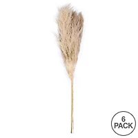 Dried Natural Pampas Grass, 6ct.