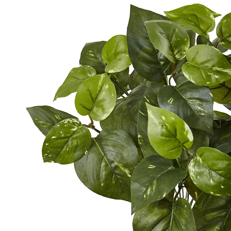 16" Pothos Bush, 6ct.