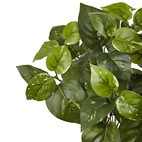 16" Pothos Bush, 6ct.