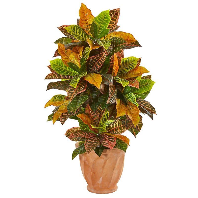 3.5ft. Croton Plant in Terra Cotta Planter